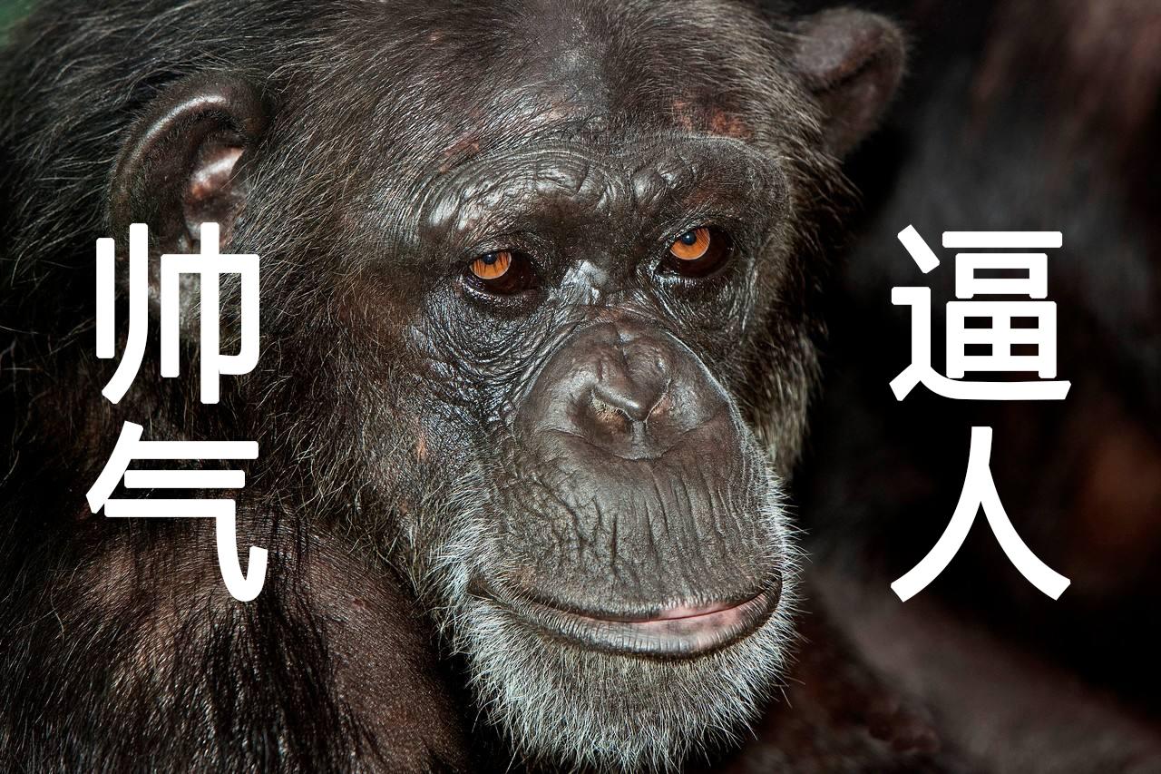 速写 | 面对活蹦乱跳的"对象",怎样才能画得又快又准又漂亮