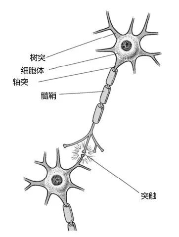 神经元,是大脑最基本的单位,两个神经元之间,彼此通过突触传递信息.