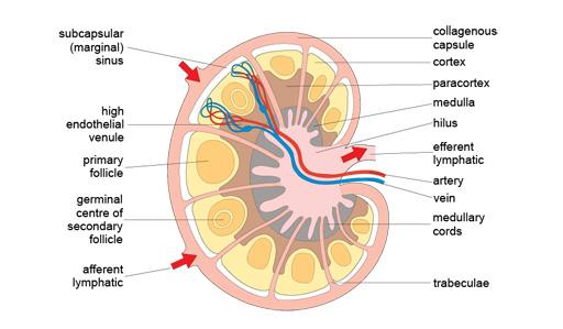 lymphatic capillary图片