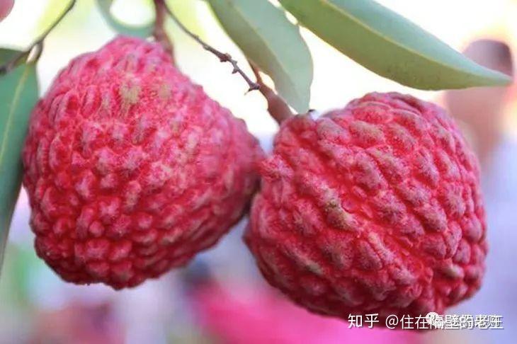 “海南荔枝王” 这就是你要找的超大甜荔枝！ - 知乎