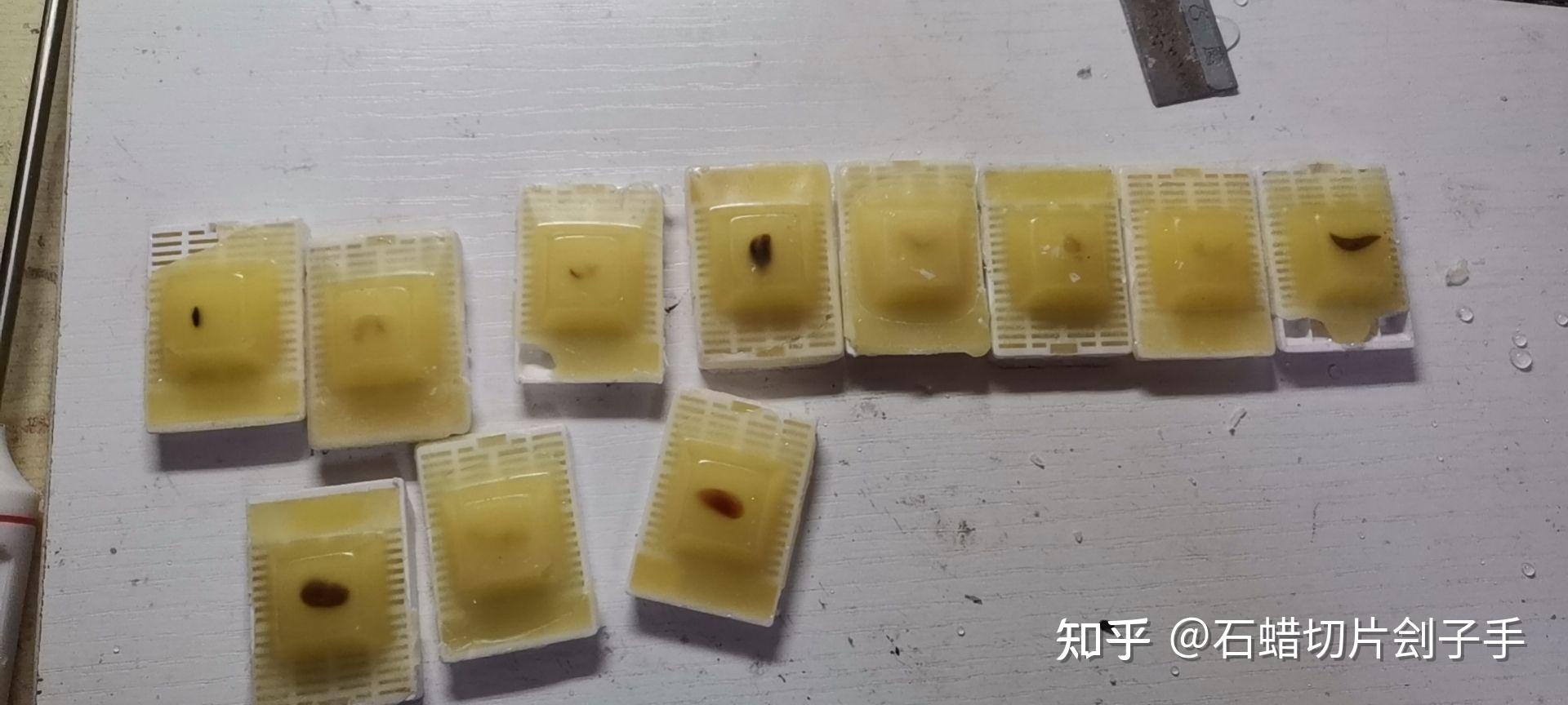 盤點我經手的石蠟切片