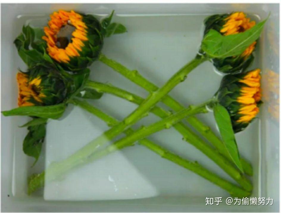 向日葵醒花和养护以及怎么让向日葵生花苞一晚上开放