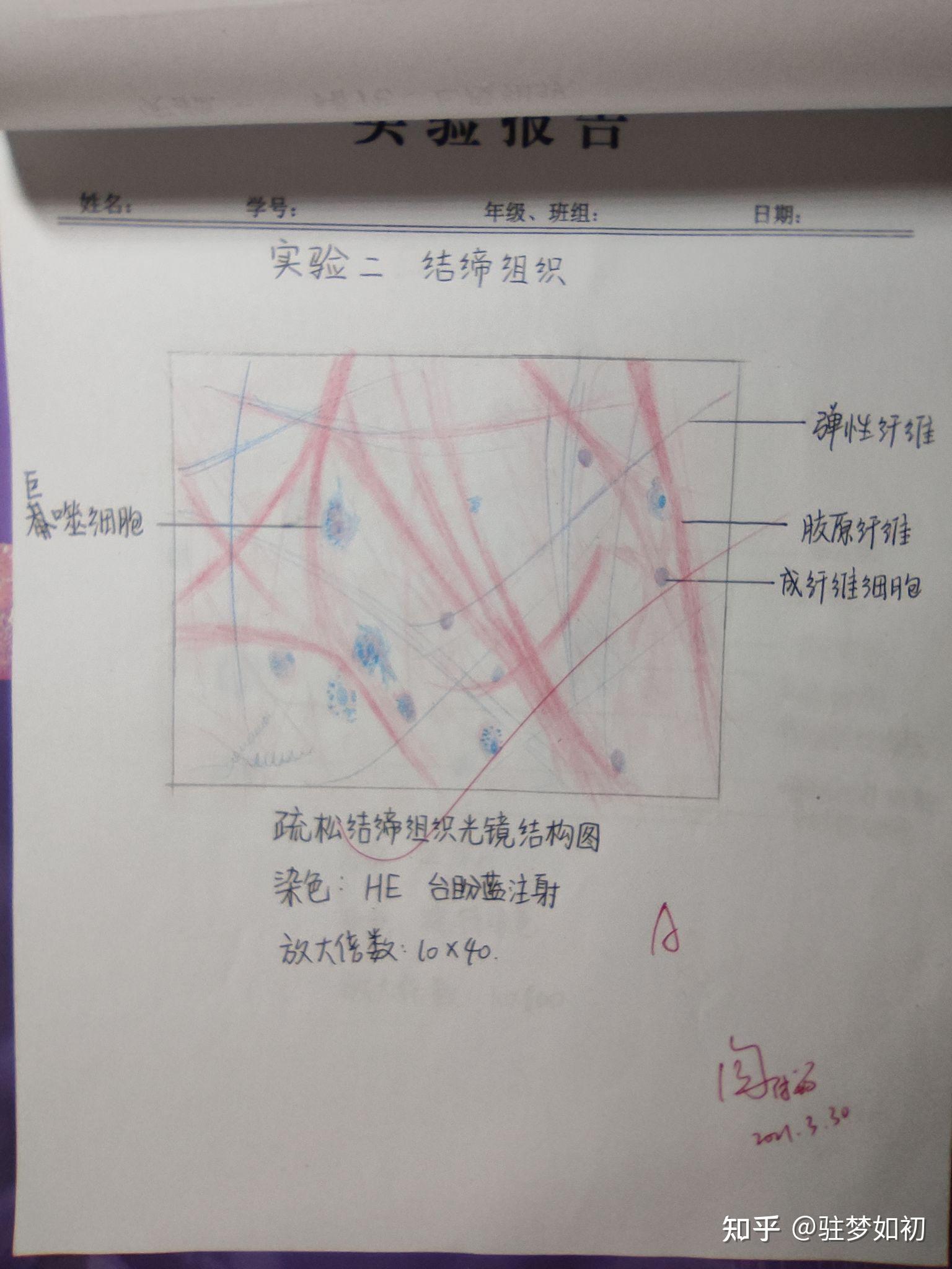 鸡血涂片红蓝绘图图片