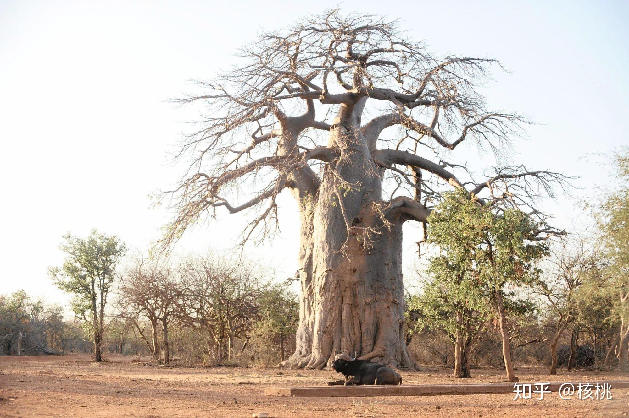 日推beautifulbaobabs