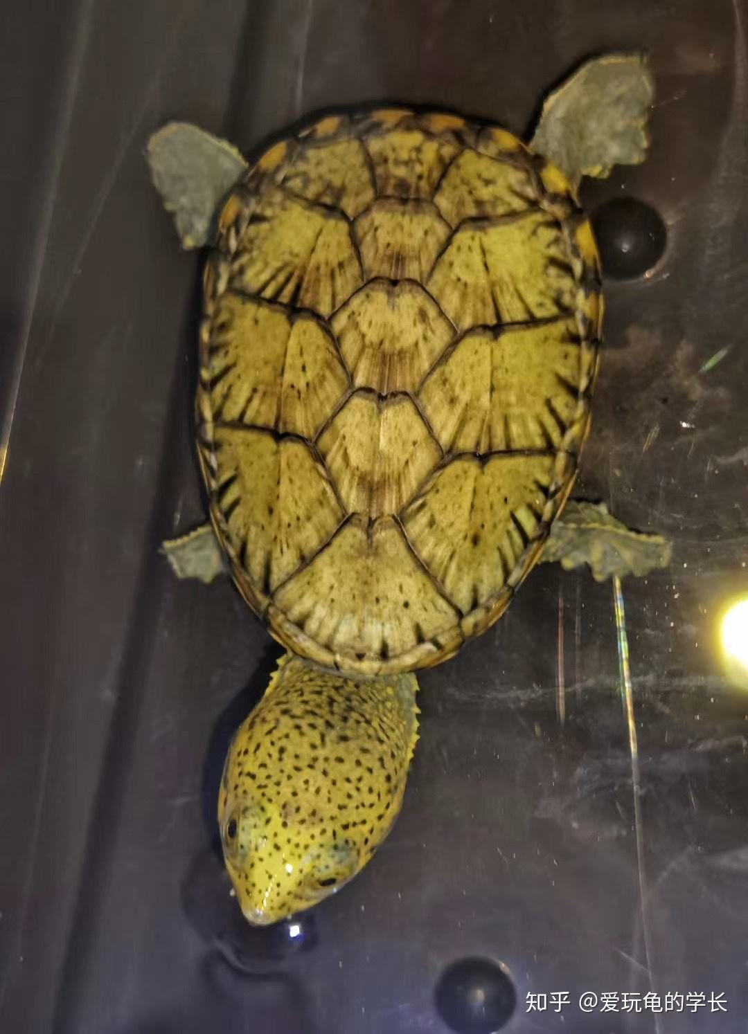 蛋龟窄桥麝香龟