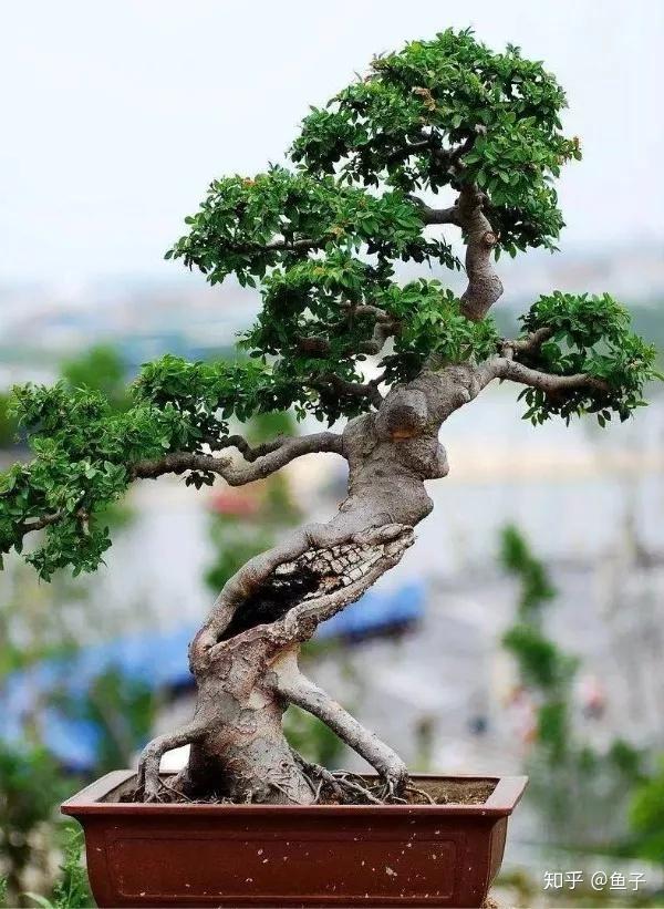 小叶榔榆、花皮榆、榆树、榉树的区别辨识之我见 - 知乎