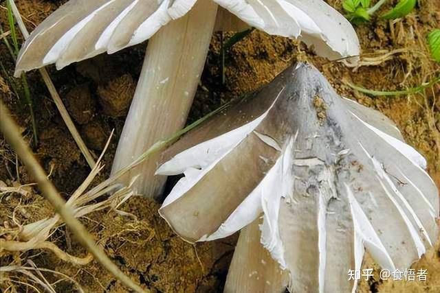 云南饮食文化——鸡枞菌的15种吃法 - 知乎
