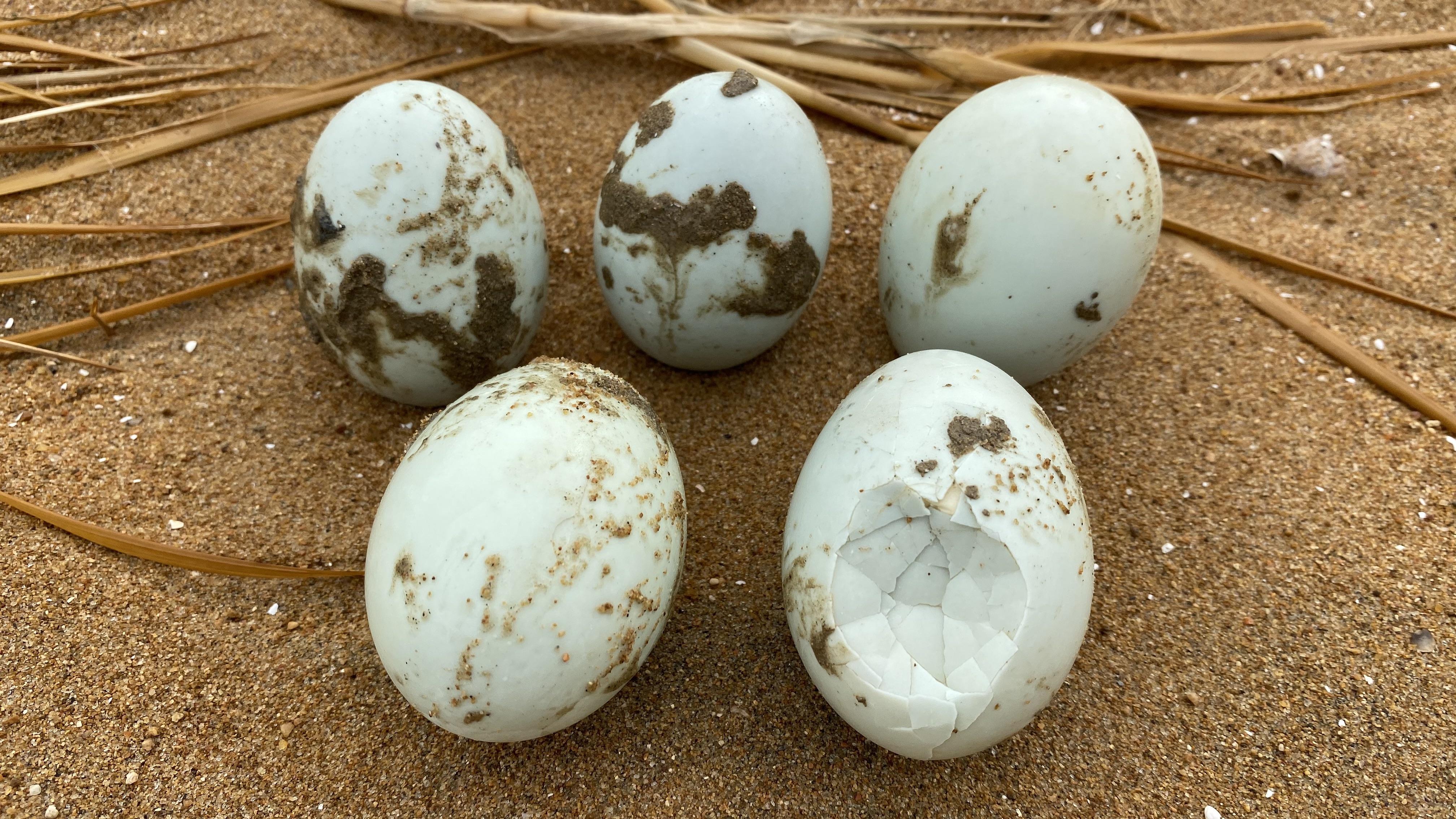 退潮后的海边大潮赶海就是好猫眼螺特别多大洋还挖到大蛏王