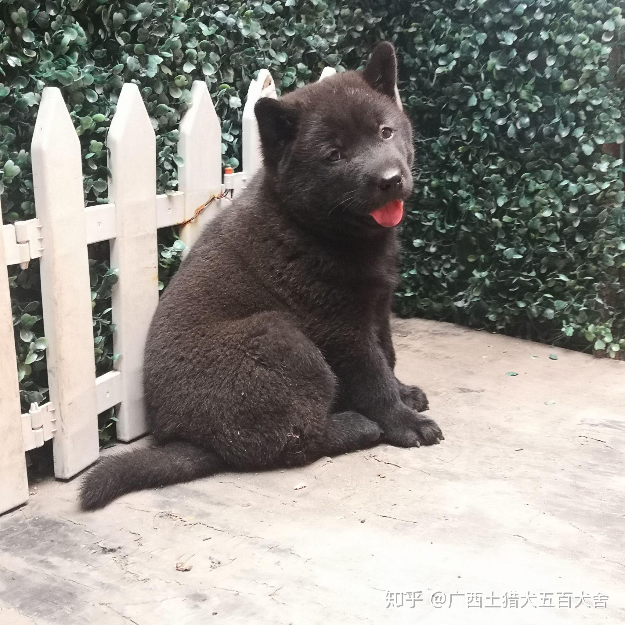 广西钦州土猎犬  来自十万大山腹地的原生纯种中华田园犬