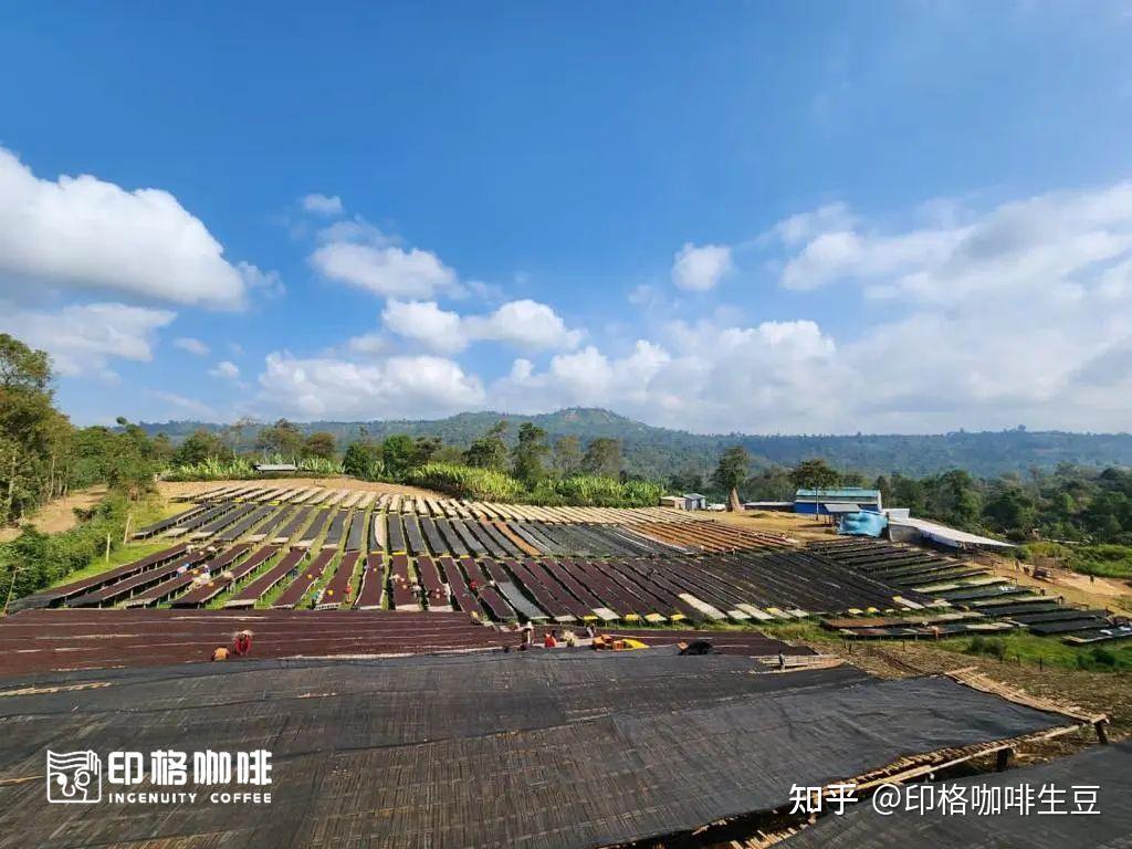 上新 | 埃塞俄比亚新产季西达摩CoE获奖产区精选豆，升级豆单的性价比之选！ - 知乎