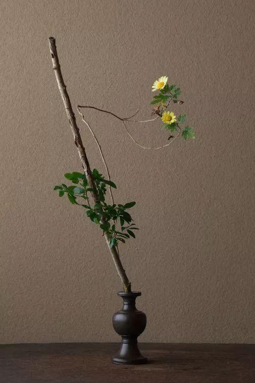 枯木花艺 | 最喜枯木又逢春 - 知乎