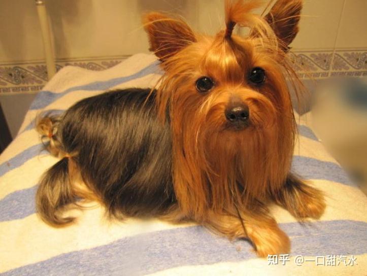 约克夏和雪纳瑞很像?别傻了,区别可大了