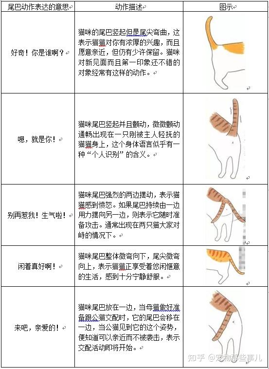 如何读懂猫的尾语?为什么不能拽猫尾巴?关于猫尾巴的那些事儿,一次说透彻! - 知乎