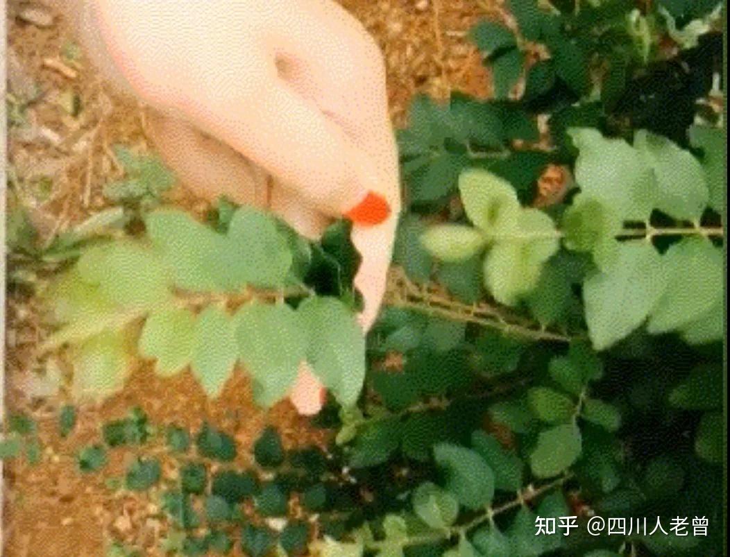 捋,四川人不念普通话的lǚ,那四川方言如何发音? - 知乎