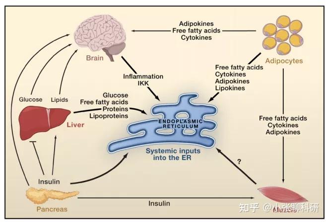 重磅科研热点:内质网应激 - 知乎