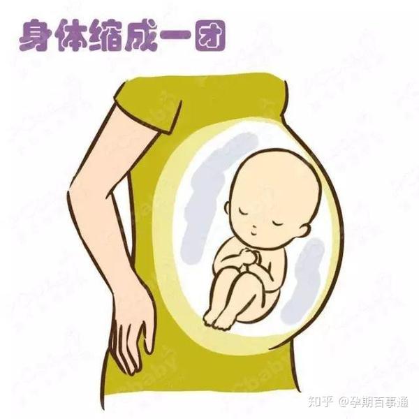 读懂宝宝胎动的含义 知乎