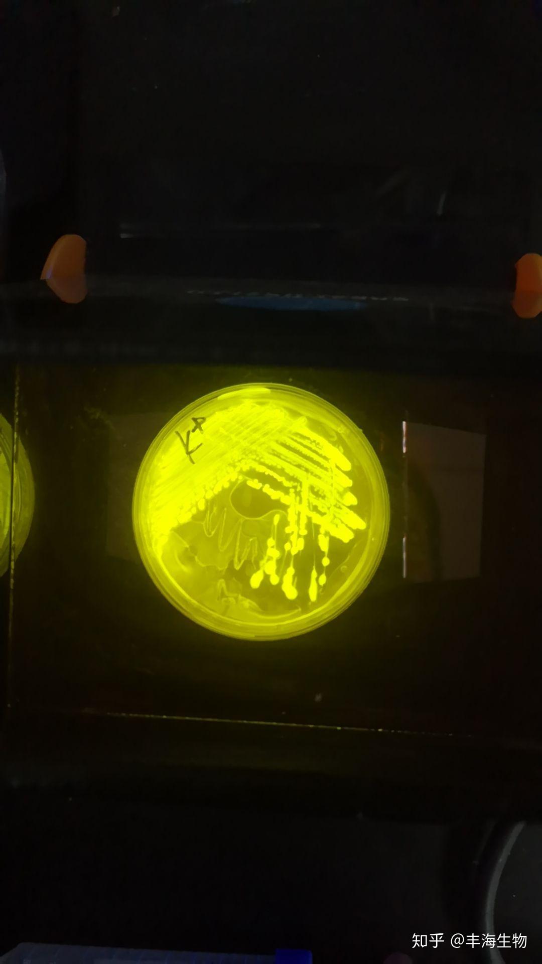 绿色和红色荧光蛋白标记的枯草芽孢杆菌亮得跟灯泡一样