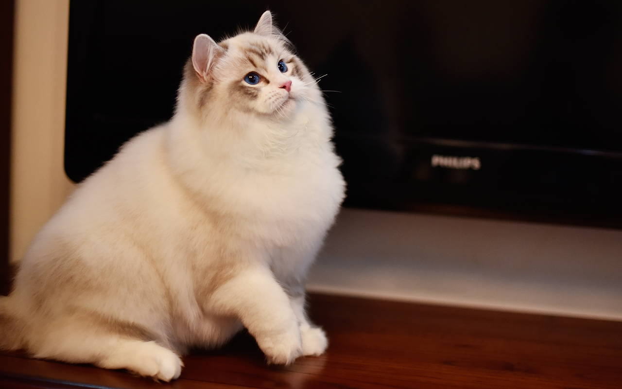 秋冬季猫咪美毛技巧分享