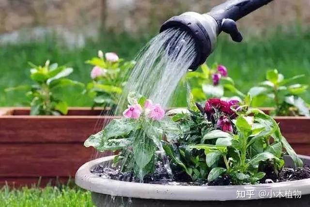 植物该如何去浇水，园艺浇水技巧统计大全，看这一篇就够了 - 知乎