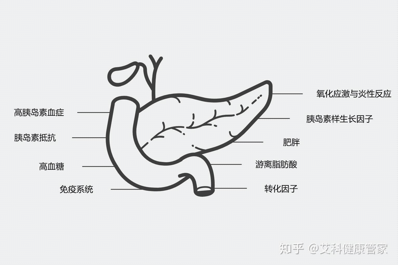 胰简笔画图片