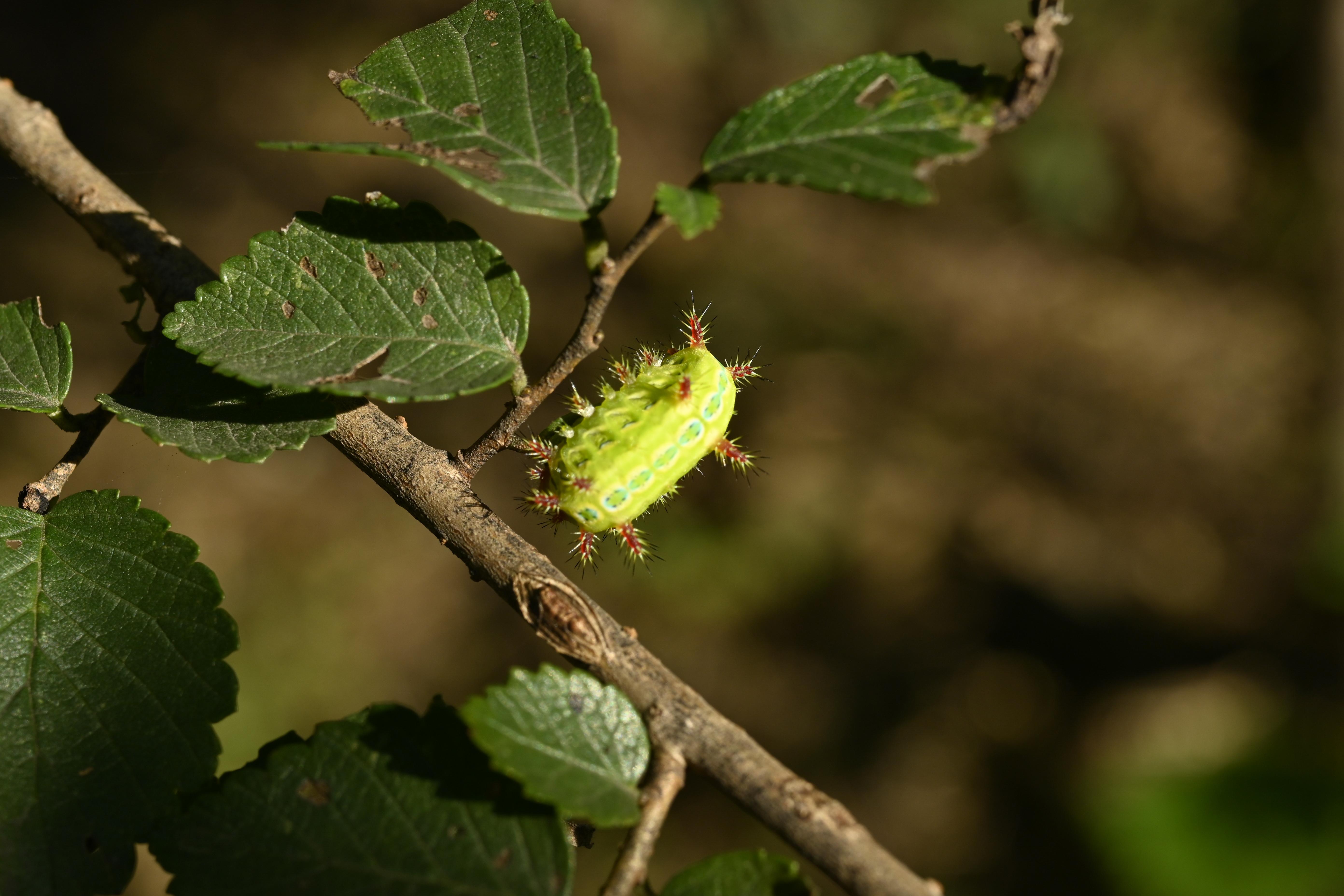 泛滥的"洋辣子"— 美国白蛾 - 知乎
