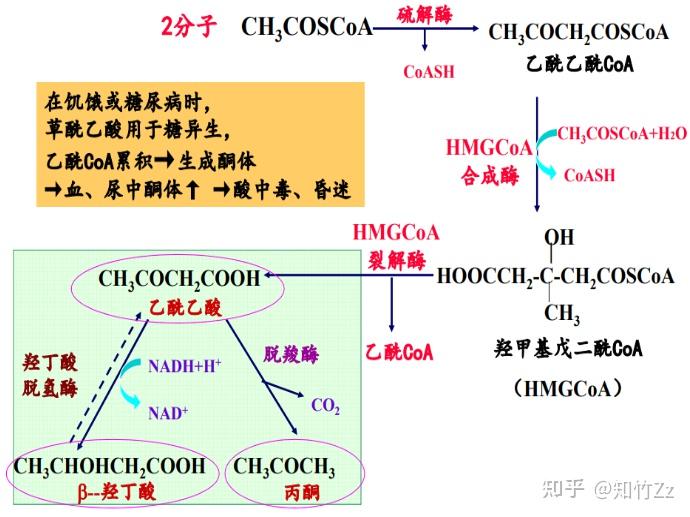 之酮体代谢内容及思维导图