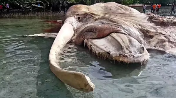 盘点7种被冲上海滩的不明生物,营销号的经典素材 