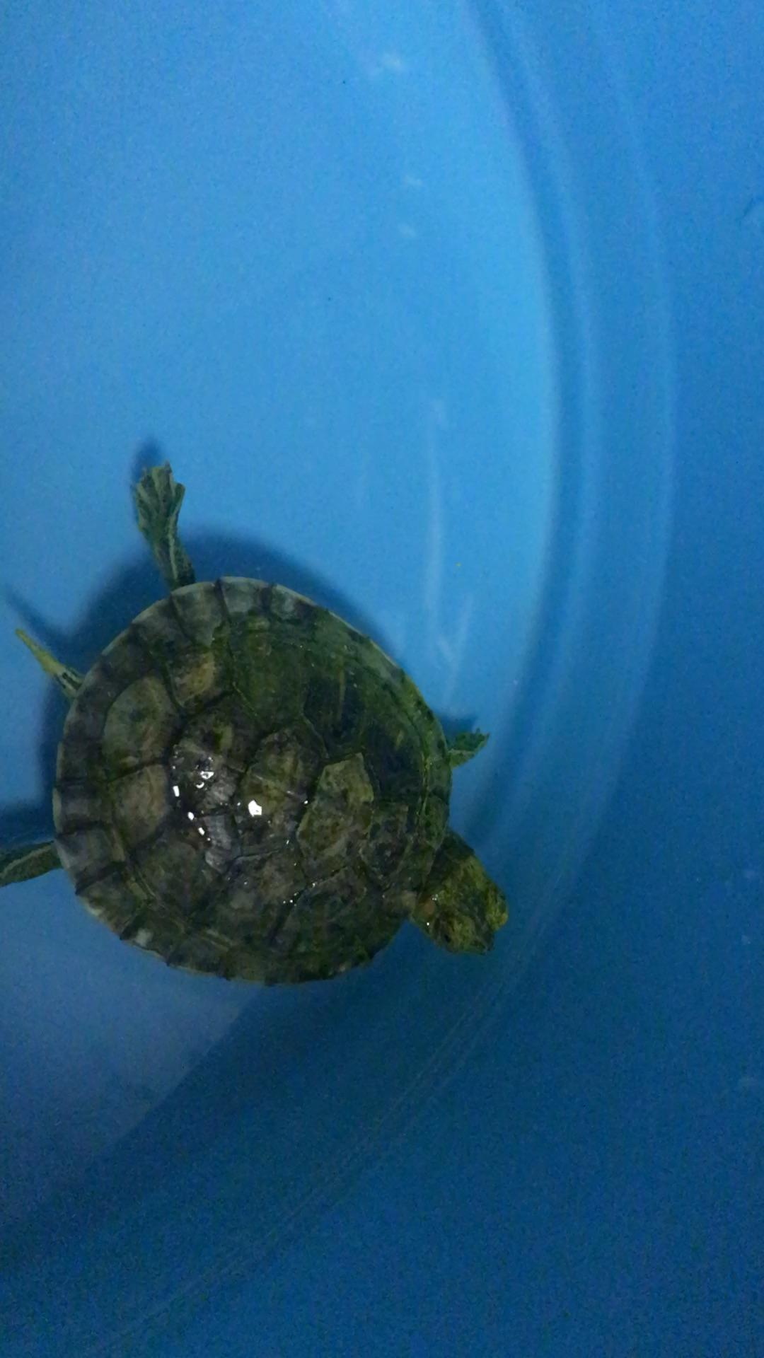 巴西龟,幼龟,白眼病肺炎,怎么治?