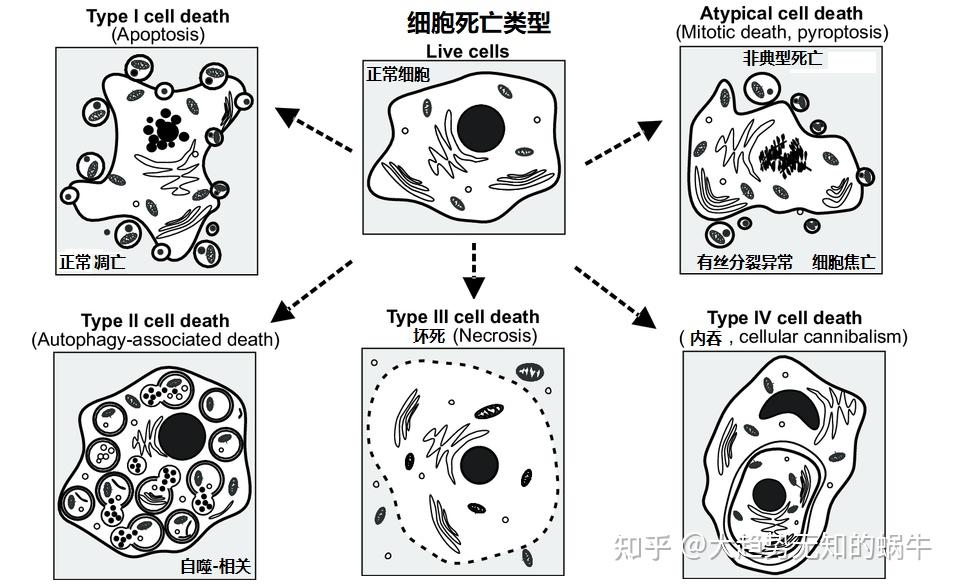 我们不知道答案的125个科学问题(61)细胞的死亡方式