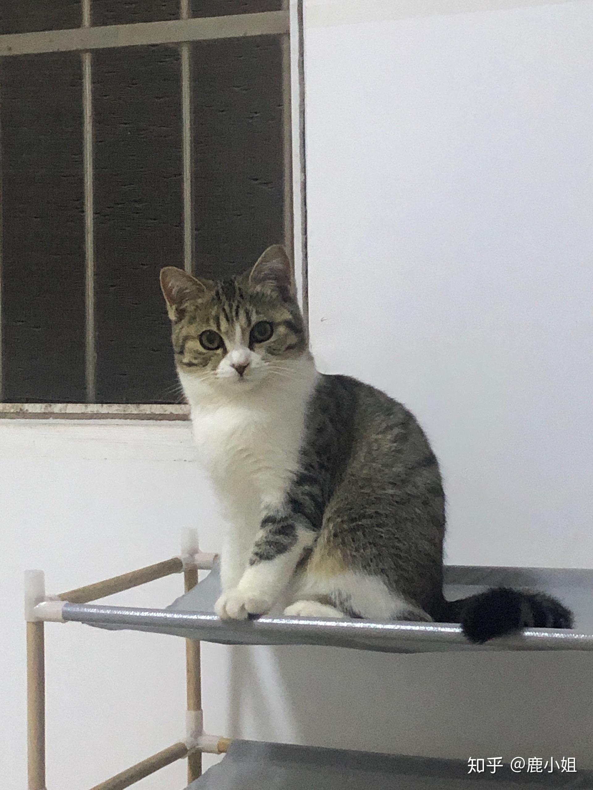 请问这是鱼骨纹美短加白吗?如何配种? - 知乎