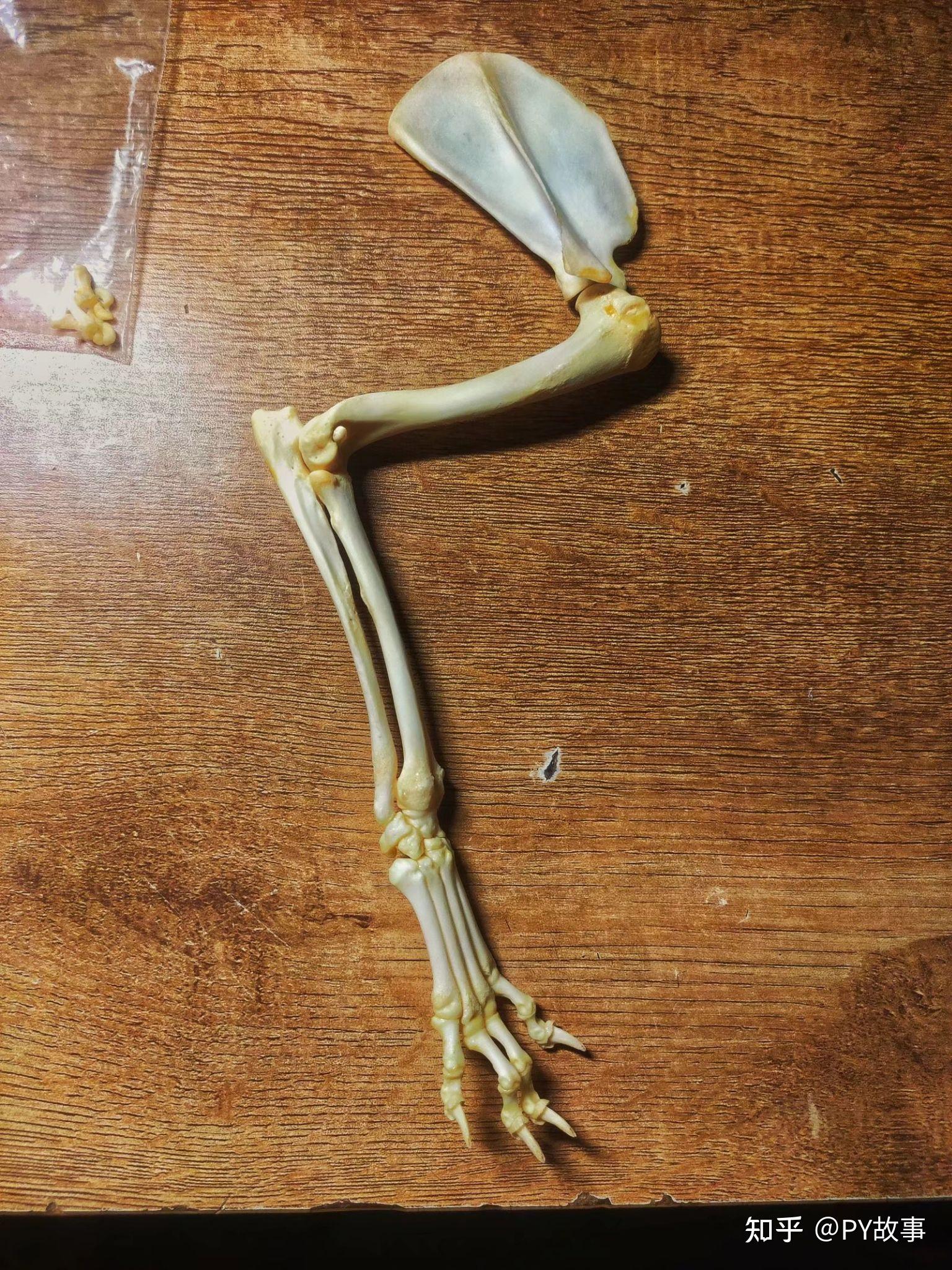 中小型哺乳动物骨骼标本制作方法