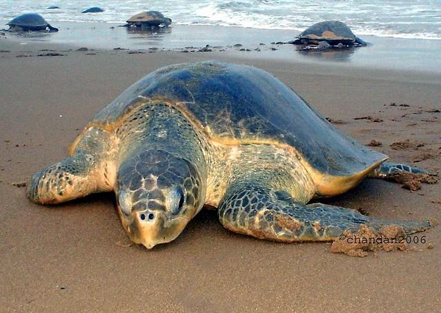 丽龟 olive ridley