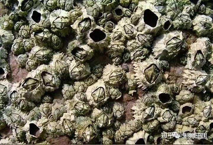 海龟请求人类清除满身的藤壶，看完后感觉藤壶真的太可怕了 - 知乎