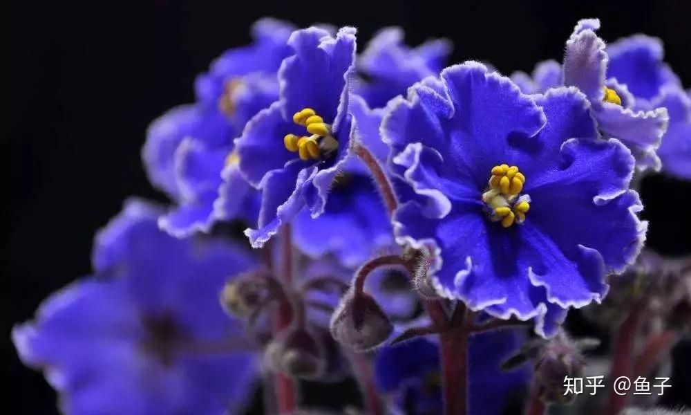 夏日花卉推荐夏堇的鉴赏与栽培养护