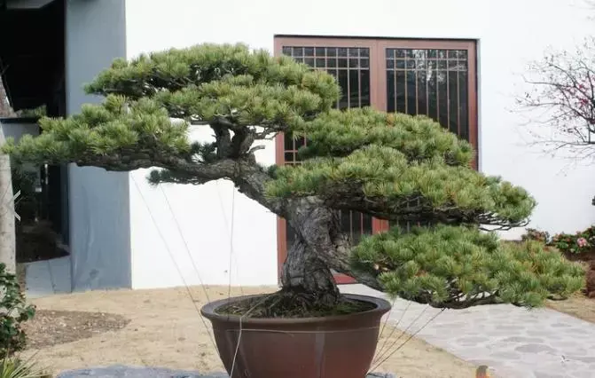 黑松赤松五针松盆景的造型特色以及区别辨识