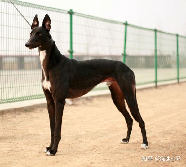 “稀有”灵缇犬,新手能养吗? - 知乎