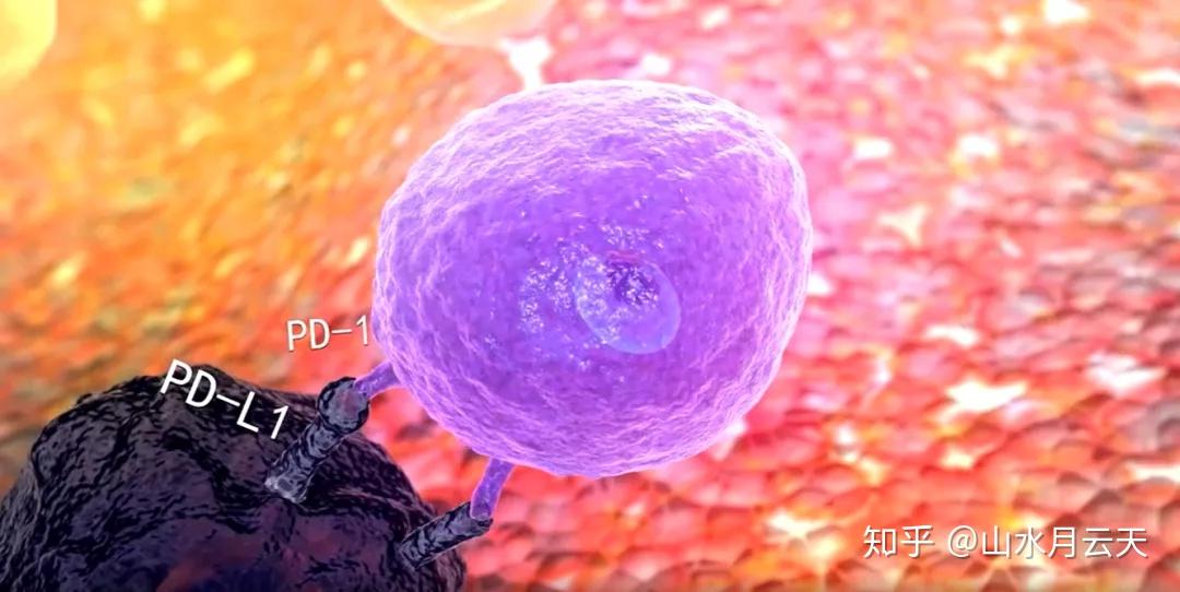 中国首个百泽安03替雷利珠单抗获批尿路上皮癌