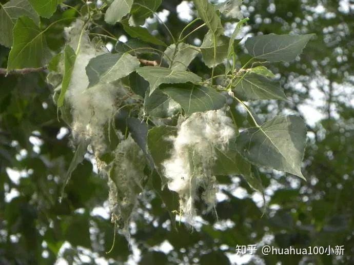 杨花柳絮梧桐絮进来了解一下