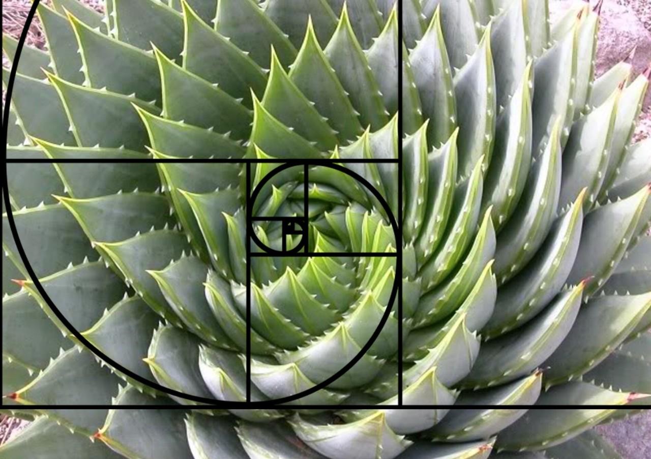 斐波那契螺旋构图图片