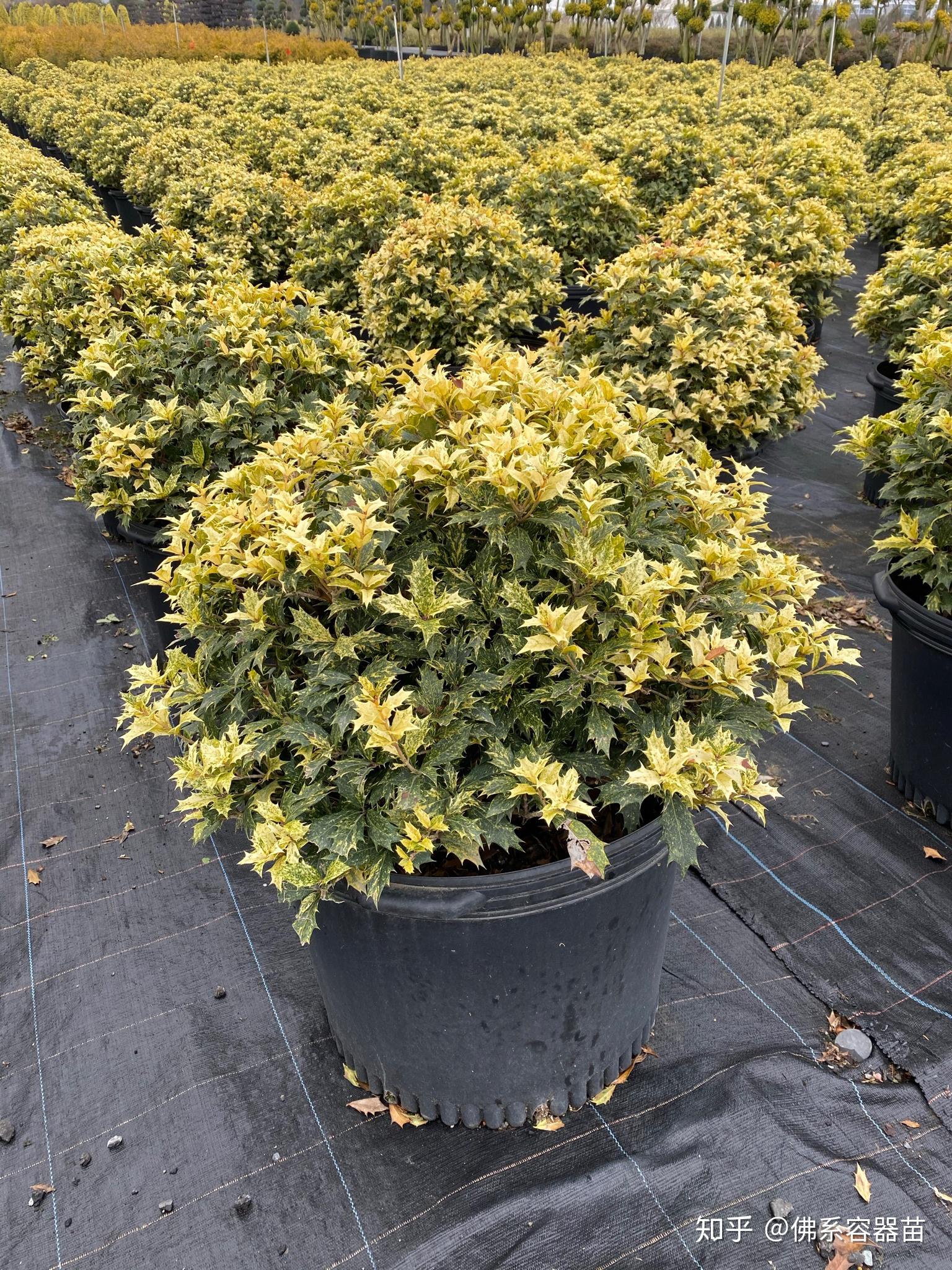 驱魔除厄花叶柊树