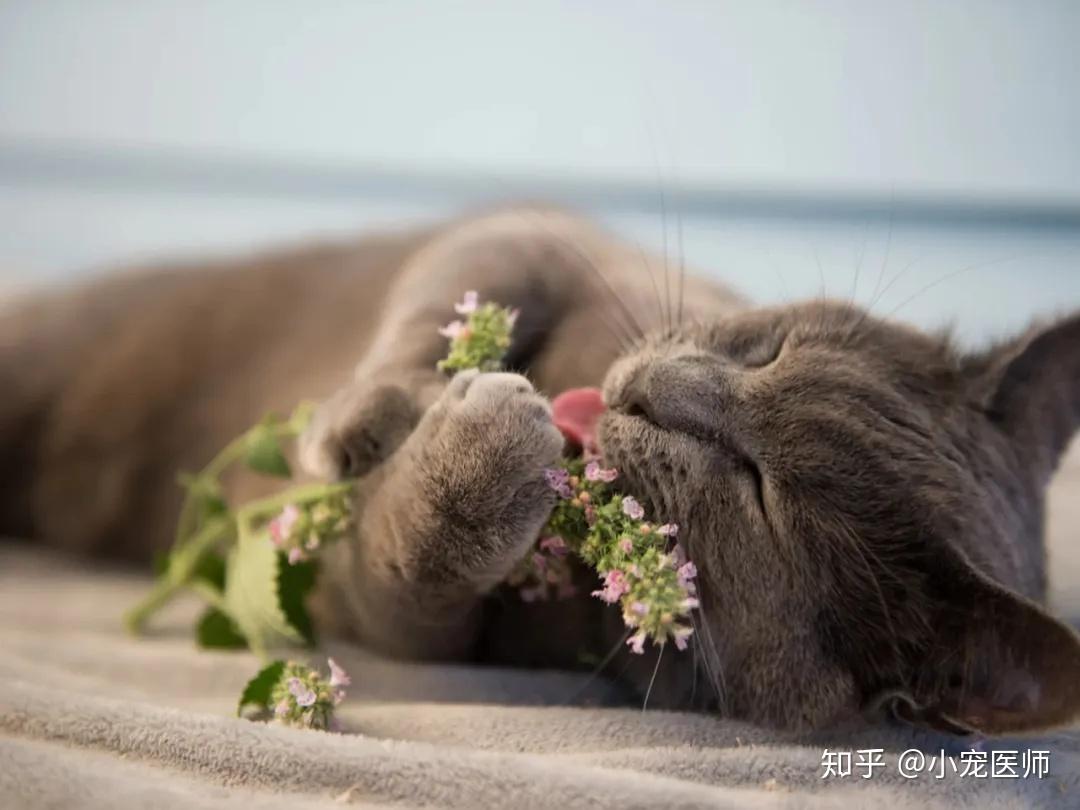 怎么给猫猫戴伊丽莎白圈 v2-db3d0019c9f427ba051d73e279ecfcaf_r.jpg