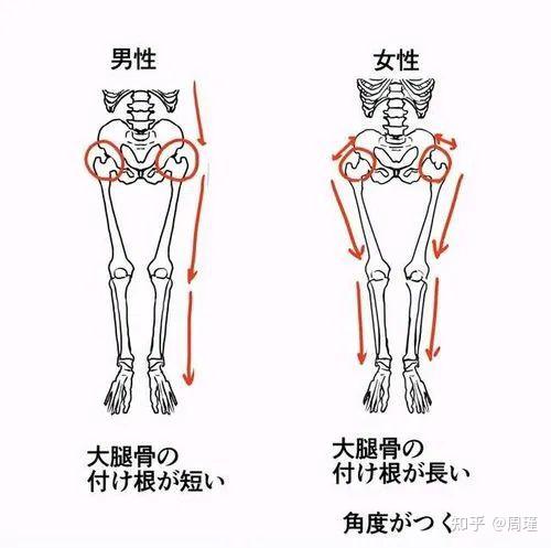 人类完美身材三部曲之男女体型差异