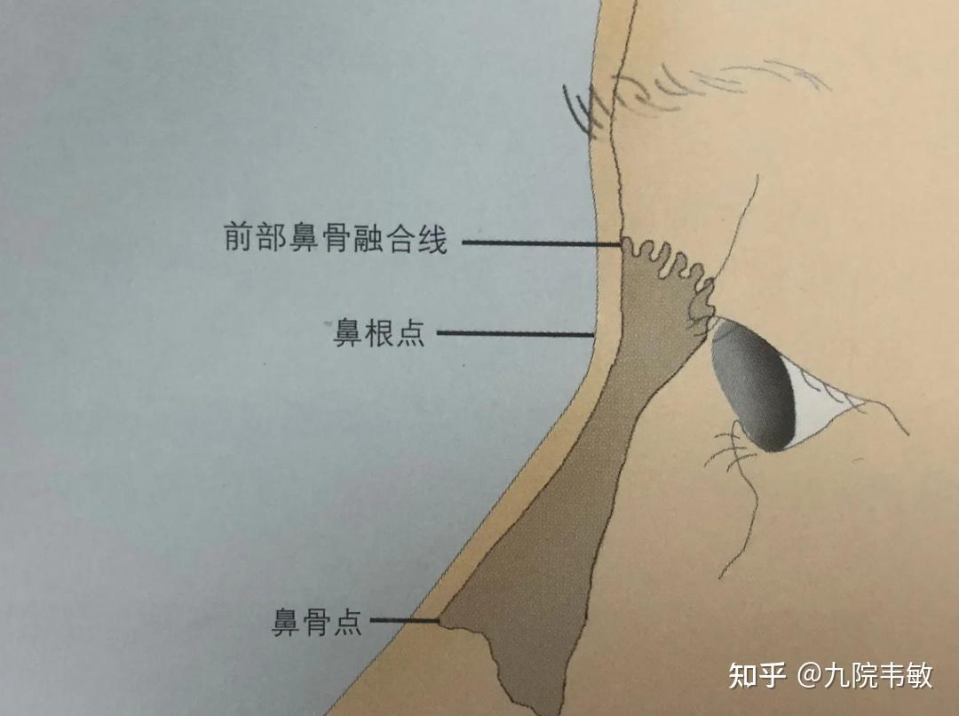 亚洲人的鼻梁竟然不是最低的！世界三大人种鼻子的鼻型差异你知道_顾清_主治医师_爱问健康