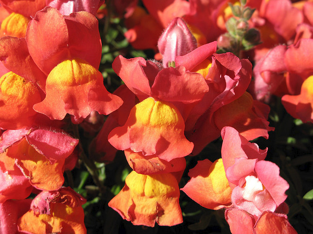 4月16日诞生花—日本杜鹃花这种杜鹃花很大,多呈橙色和黄色.有毒性.