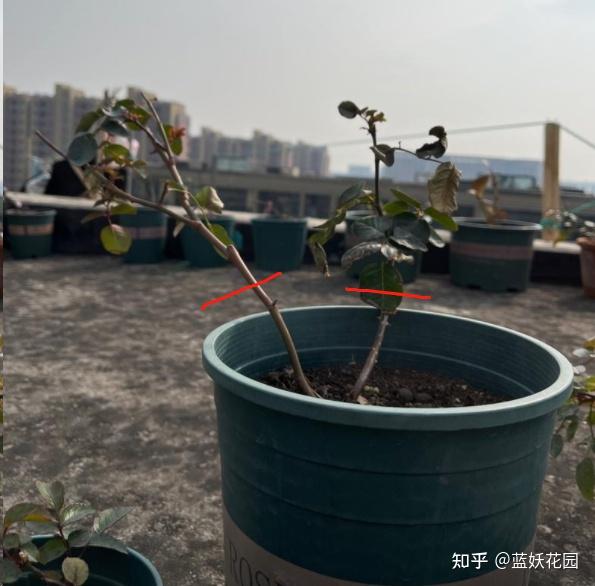 1,希望春季能開花的修剪方法有霜凍的地區,月季小苗也是會休眠的,在冬