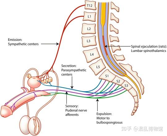 ▍脊髓神經分段▍反射勃起的神經控制比起成本極低的精蟲上腦,可能更