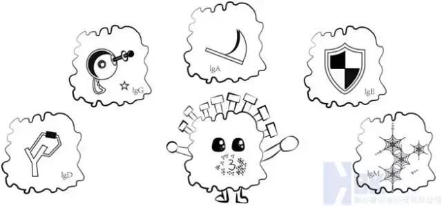 igg在血中含量最多,igg接受到刺激信息后一周内产生抗体.