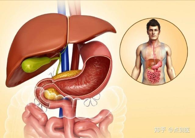从中医角度讲,肝主疏泄,主藏血,主筋膜,意思是肝脏是调畅全身气机