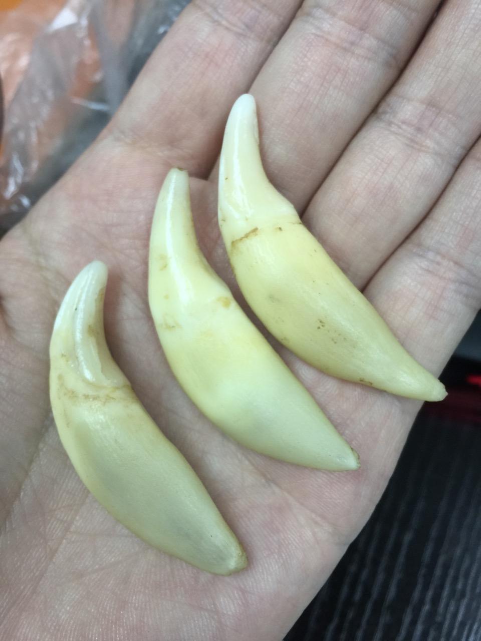狼牙狗牙鉴定 - 知乎