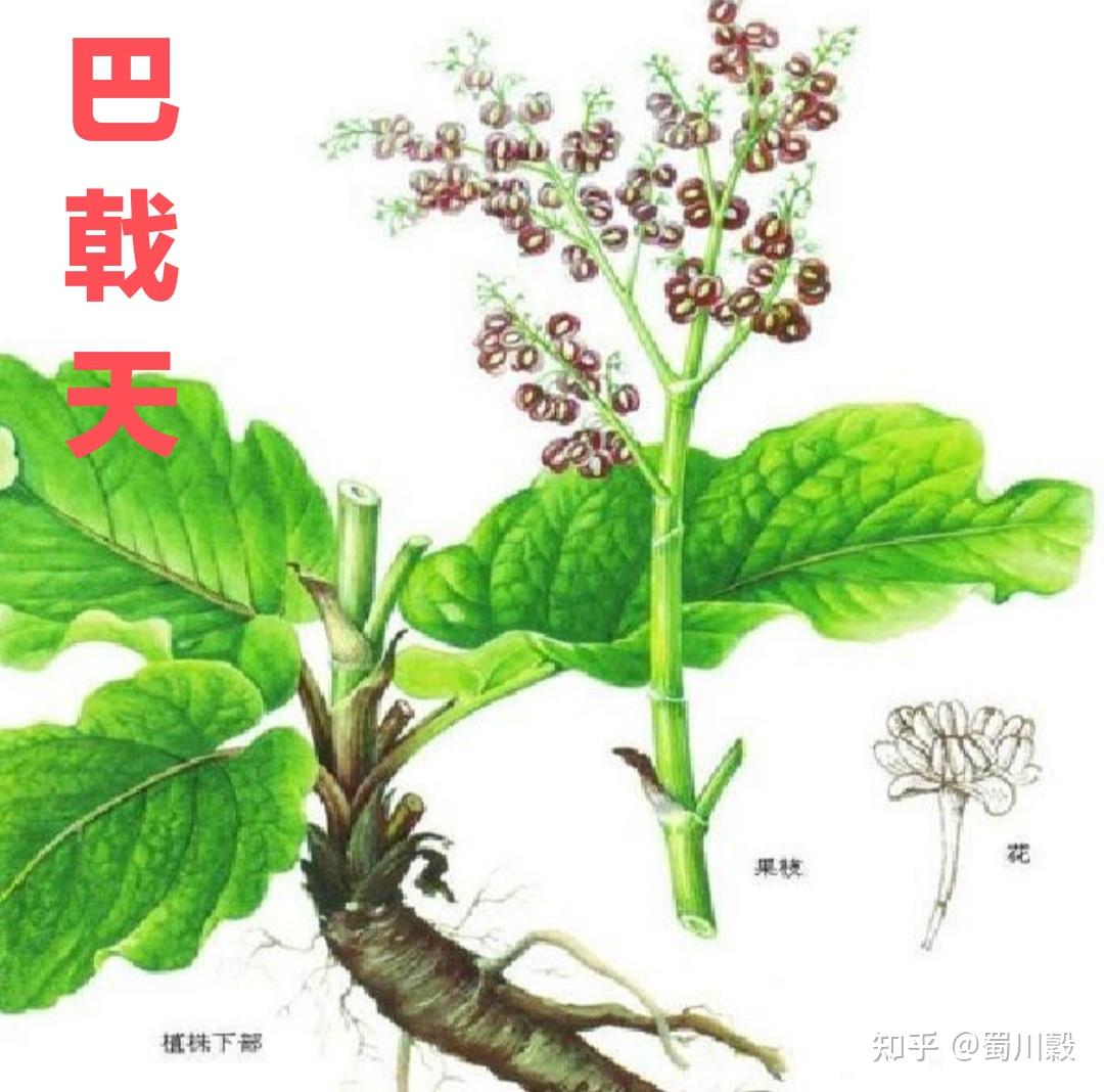 每日一药巴戟天